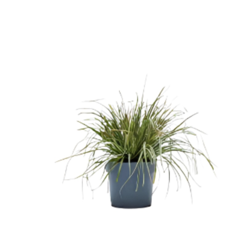Carex Oshimensis Nakai 1 Gallon Hachijoensis Evergold Plant Striped Weeping Sedge Grass Outdoor Live Plant Ht7