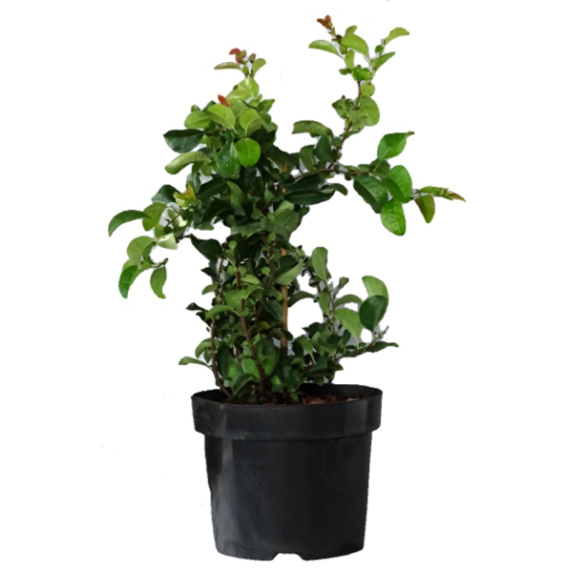 Chaenomeles Blood Red 5 Gallon Japonica Japanese Flowering Quince Live Plant