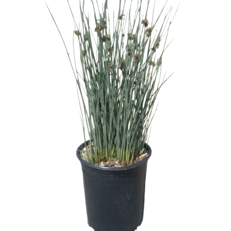 Chondropetalum Elephantinum Cape Rush 1 Gallon Blue Grass Purple Tips Large Cape Rush Grass Live Plant Ht7