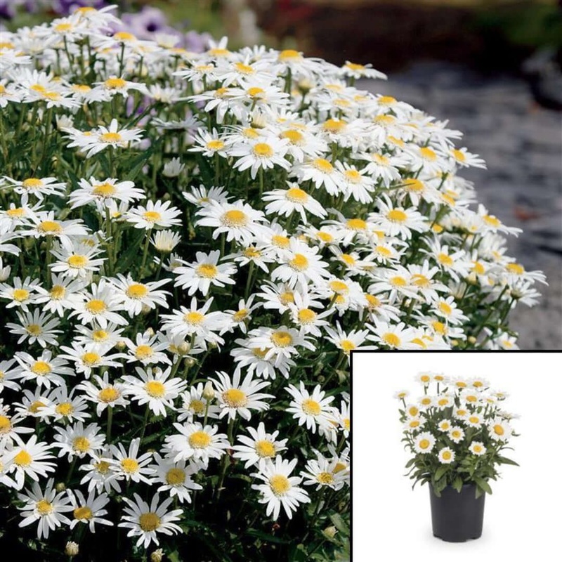 Chrysanthemum Sup Carpet Angel Plant 1 Gallon Pot Shasta White Daisy Flower Live Plant Best Ht7
