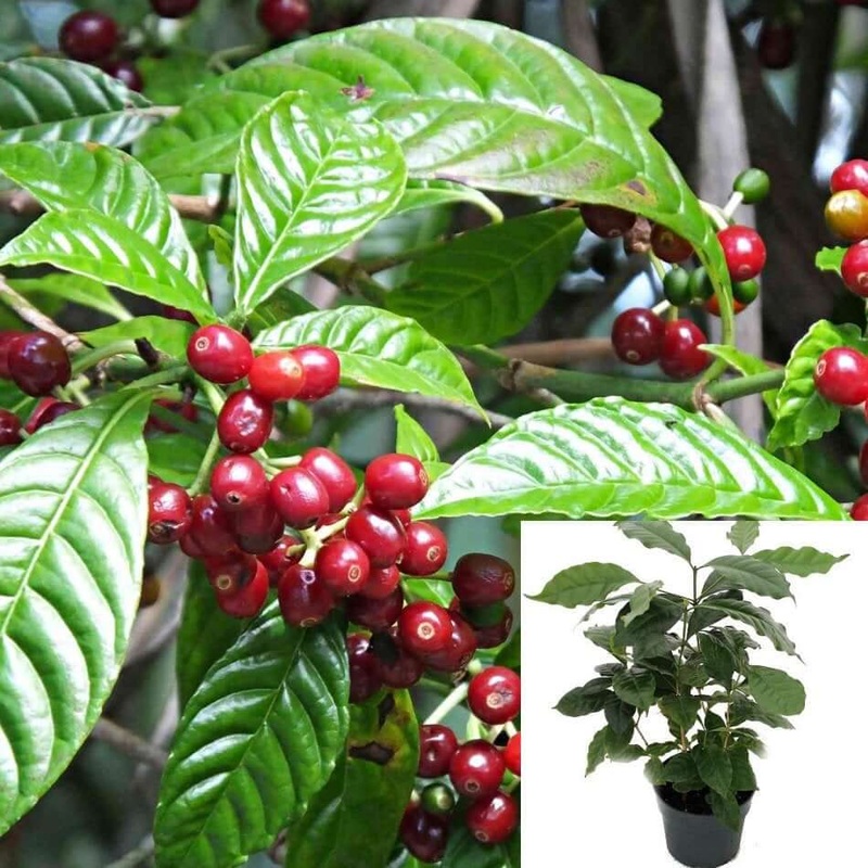 Coffee Arabica 4Inches Pot Plant Coffeae Arabica Arabian live plant ht7
