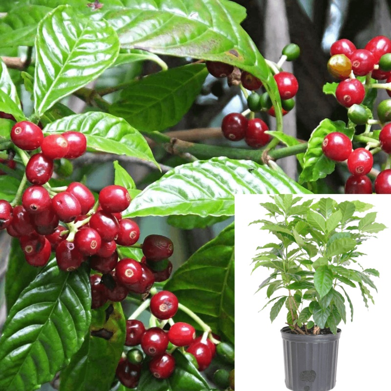 Coffee Arabica Tree 1 Gallon Pot Yroo Plant Coffee Tree Arabica Coffee Tree Live Ht7