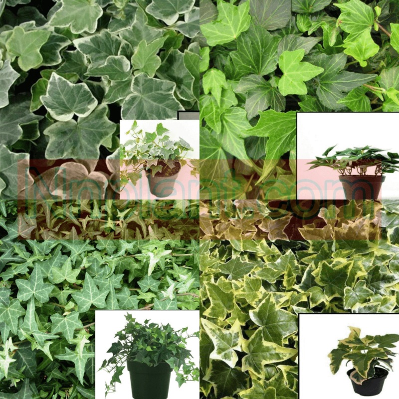 Combo Of 4 Groundcover Plant 3Inchespot Ivy Needlepoint & Green Ripple Eva Variegated Live Plant Ht7
