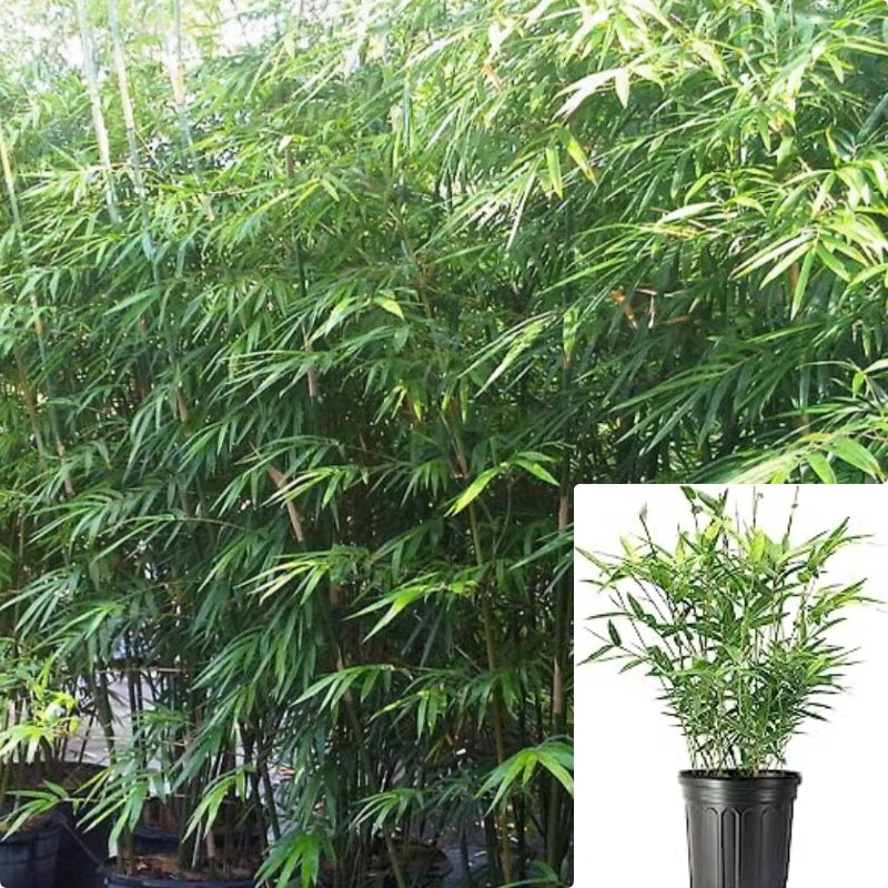 Common Bamboo Green Leaves Yellow Stem Bamboo Bambusa Plant Live Plant Medium Tall Privacy Plant 5 Gallon Ht7
