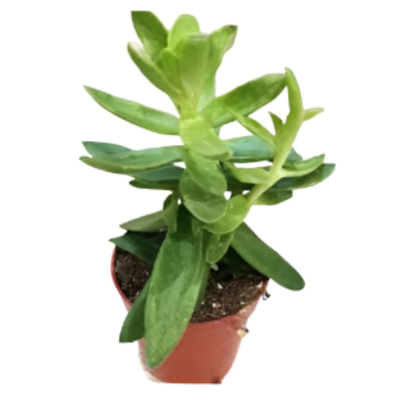 Crassula Capitella 4 Inches Plant Campfire Red Pagoda Live Plant