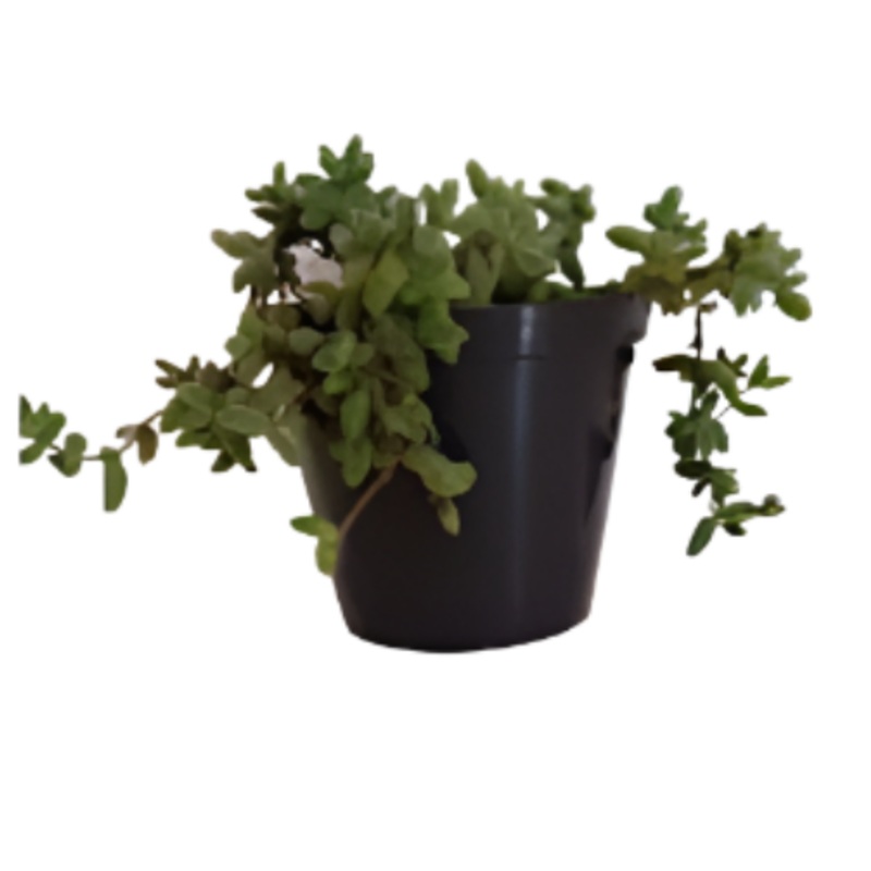 Crassula Multicava Lem 4inches Plant Cape Province Pygmyweed Plant Fairy Crassula Live Plant Ht7