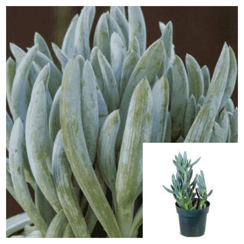 Curio Repens 4 Inches Blue Chalksticks Plant Chalk Fingers Live Plant Ht7