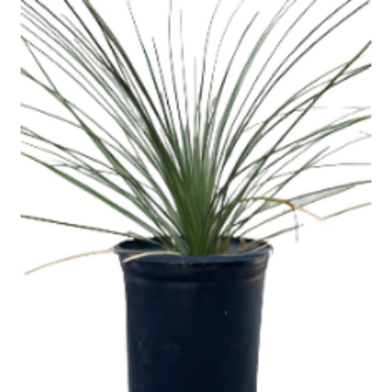 Dasylirion Longissimum 5 Gallon 2Ft Big Mature Plant Mexican Grass Tree Shrub Live Plant Pla