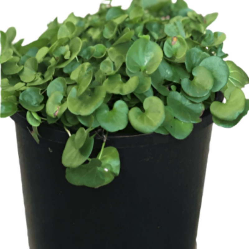 Dichondra Repens 4 Inches Plant Kidney Weed Live Plant Ground Cover Ht7