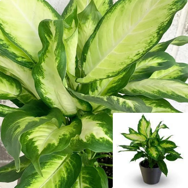 Dieffenbachia Camille 3 Gallon White Dieffenbachia Camille Dumb Cane Air Purifying Best Live Plant Ht7