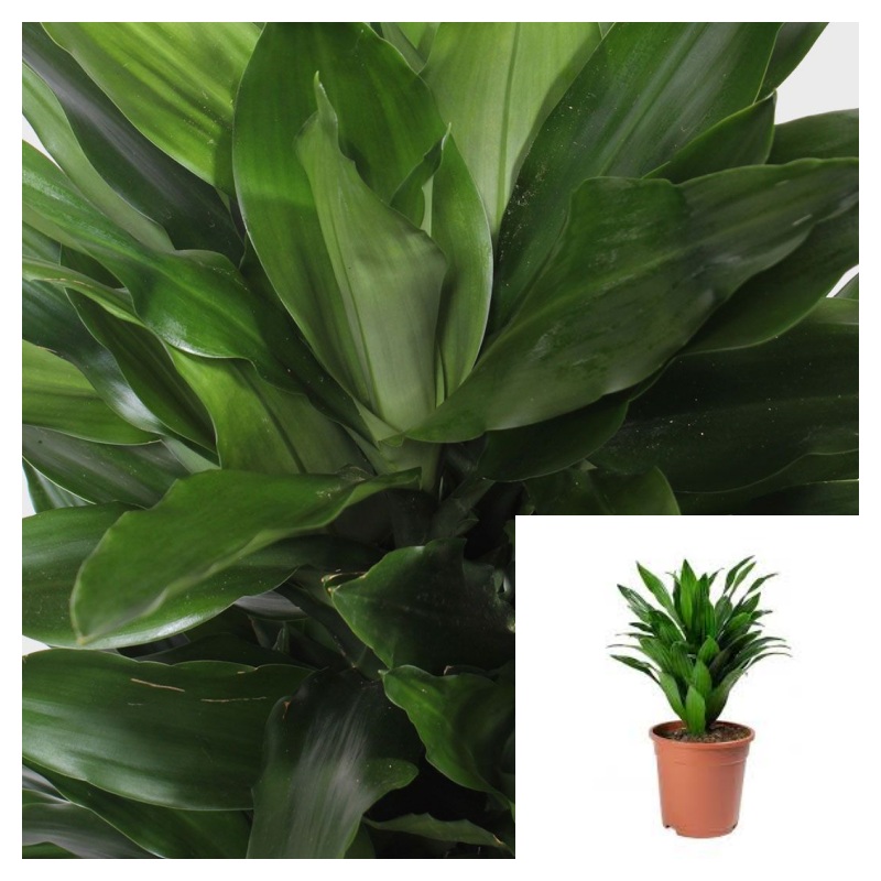 Dracaena Fragrans Ker Gawl 1 Gallon Ht7 Plant Corn Plant Palmillo Upright Foliag Live Plant Ht7