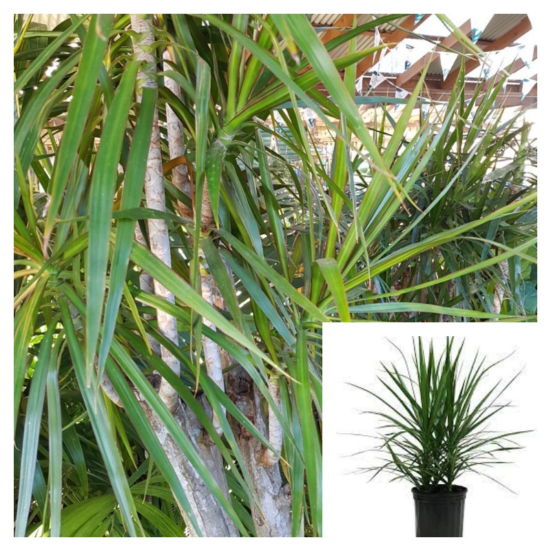 Dracaena Marginata Green 1 Gallon Ht7 Pot Plant Dragon Tree Madagascar Malaysian Foliage Live Plant Pr7