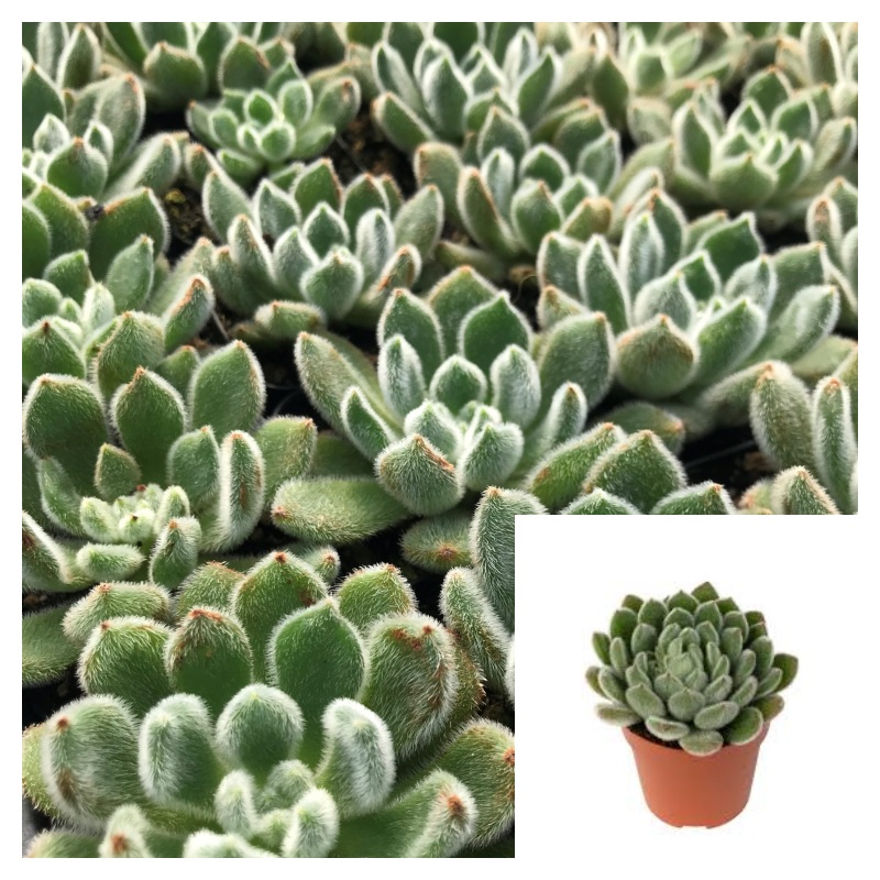 Echeveria Setosa 4Inches Mexican Fire Cracker Plant Firecracker Crassulaceae Live Plant Ht7