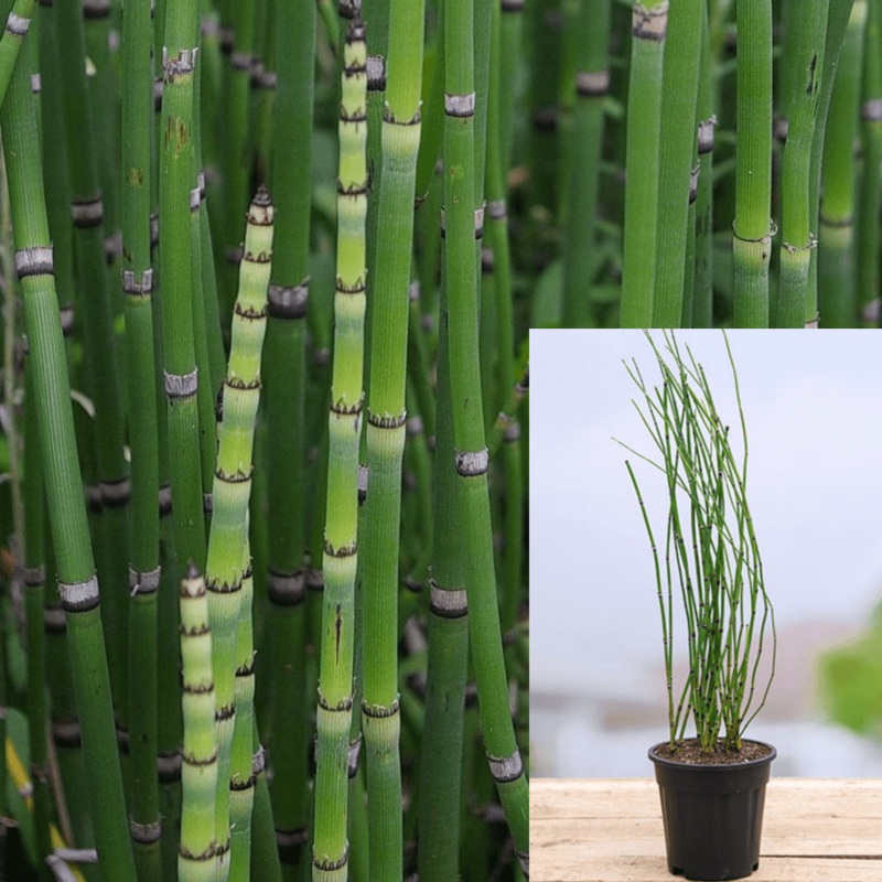 Equisetum Hyemale 4Inches Horse Tail Rush Horsetail Green Mordern Bamboo Hedge Live Plant Ht7 Best