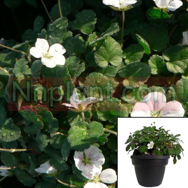 Erodium Cham Album Cranesbill White Flower Ground Covering Alpin Geranium Erodium Reichardii Live Plant 1 Gallon Best Ht7