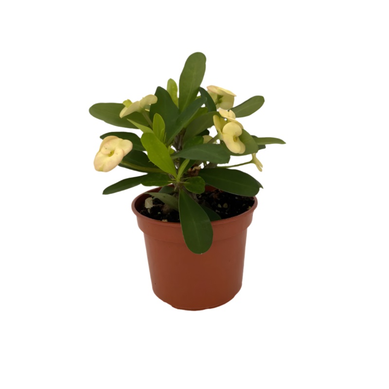 Euphorbia Milii Maxi Helios 4inches Plant Yellow Euphorbia Crown of Thorns Christ Thorn Live Plant Pr7