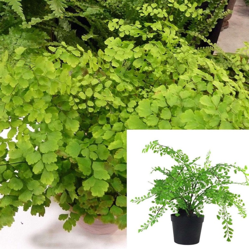 Fern Maid Fern 6inches Pot Fern Plant Adiantum Maidenhair Fern Plant Adiantum Raddianum Fern Live Plant Best ht7
