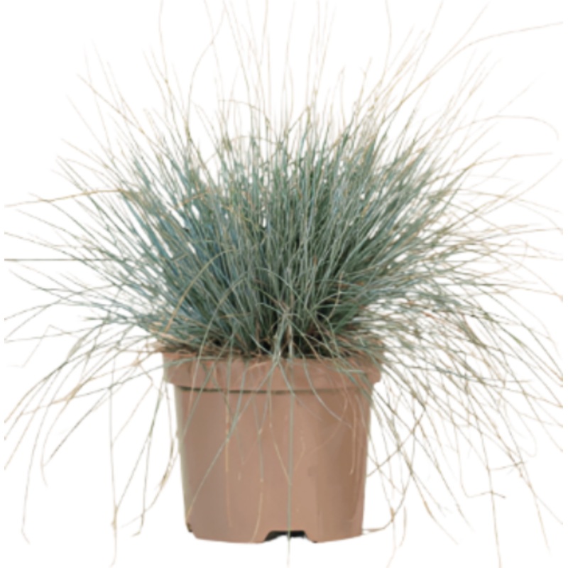 Festuca Elijah Blue Plant 4Inches Plant Ornamental Blue Grass Live Plant Best