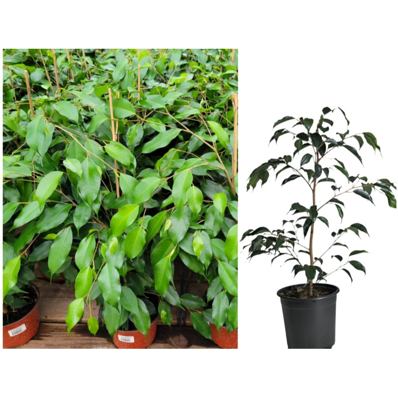 Ficus Benjamina Green 6Inches Plant Weeping Fig Java Willow Indoor Live Plant Ht7