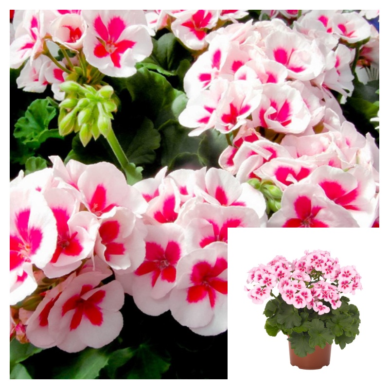 Geranium Merlot Sizzle 1 Gallon Ht7 Plant Zonal Geranium Crane S Bill Pelargonium Hortorum Live Plant Flower Plant Ht7