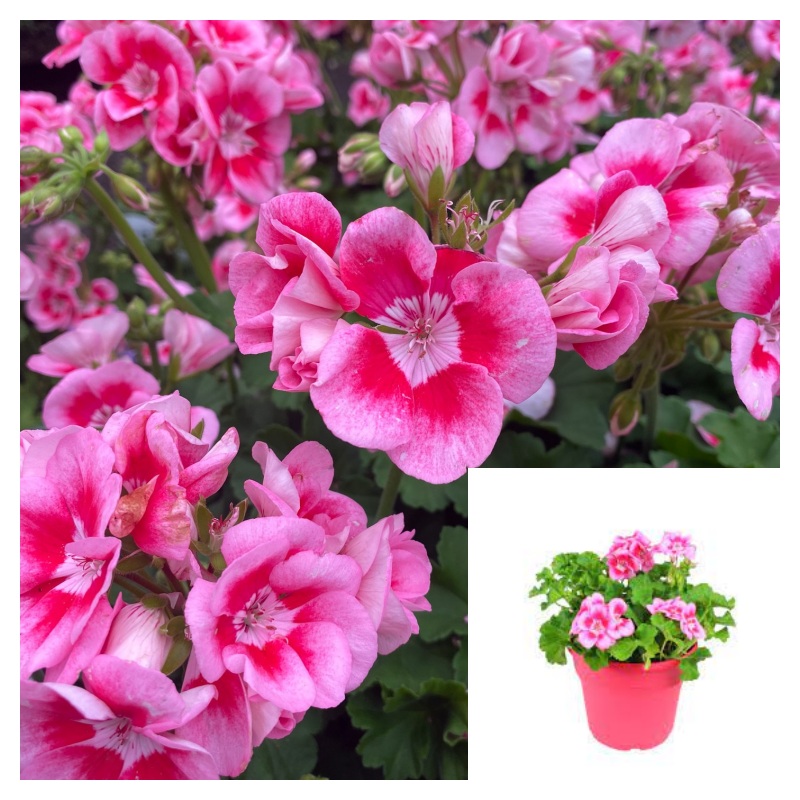 Geranium Pink Mega Splash 4 Inches Pot Pelargonium Interspecific Plant Americana Rosa Live Plant