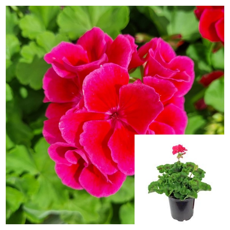 Geranium Pink Splash 1 Gallon Pelargonium Interspecific Live Plant Ht7