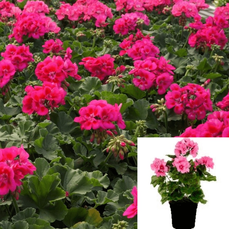 Geranium Regal Pink Plant 1 Gallon Pelargonium X Hortorum Pink Plant Flower Live Plant Ht7 Best