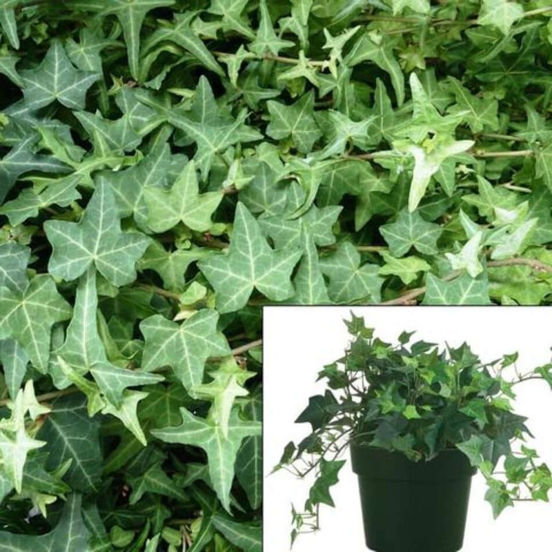 Hedera Eva 1 Quart Helix Plant English Ivy Live Plant Outdoor Groundcover Wall Cover Ht7