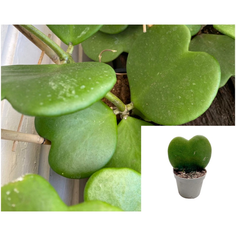 Hoya Kerrii Hearts Green Plant 4Inches Pot Sweetheart Valentine Wax Rare House Live Plant Pr7Ht7