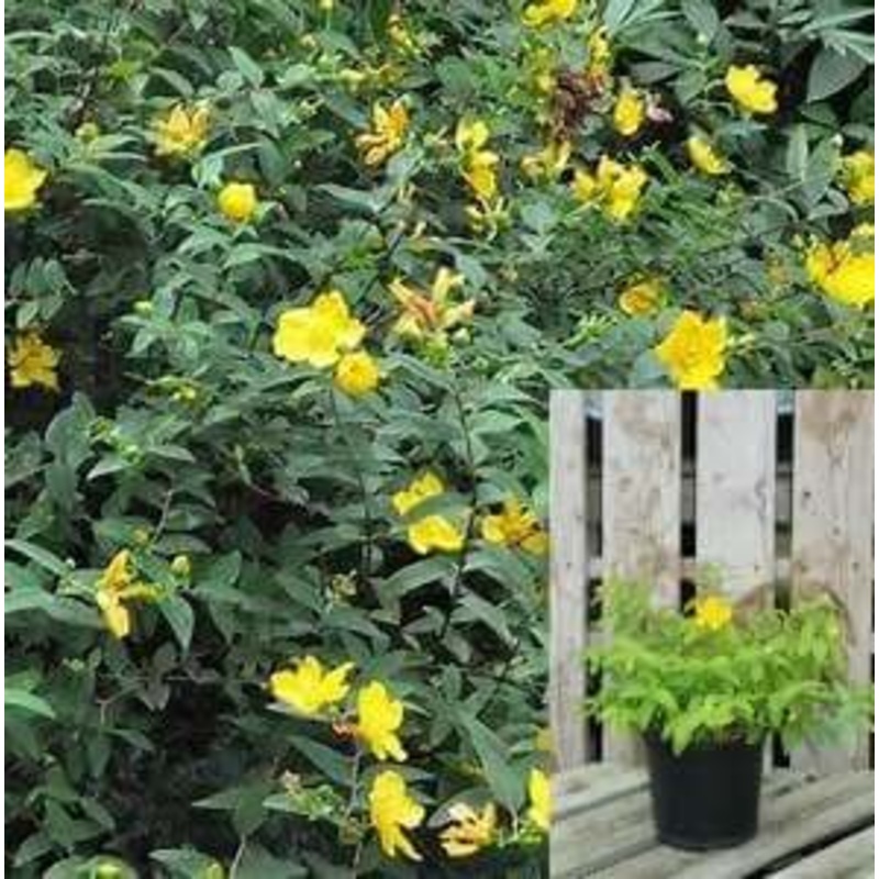 Hypericum Calycinum Plant 1 Gallon Rose Of Sharon Yellow Aarons Beard Great St Jo Live