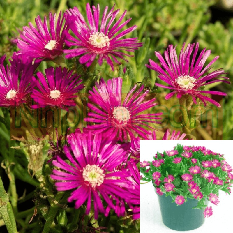 Ice Plant purple 4Inches Pot Rosea Cooperi iceplant Live Plant Ground cover Ht7