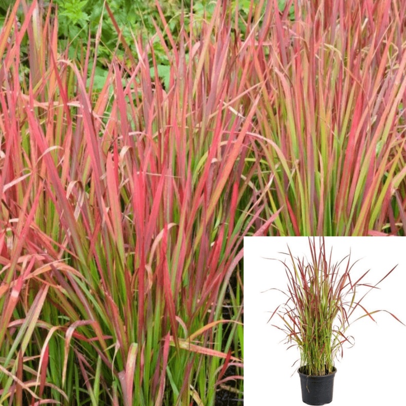 Imperata Rubra Red Baron 5 Gallon Plant Japanese Blood Grass Live Plant Hoht7