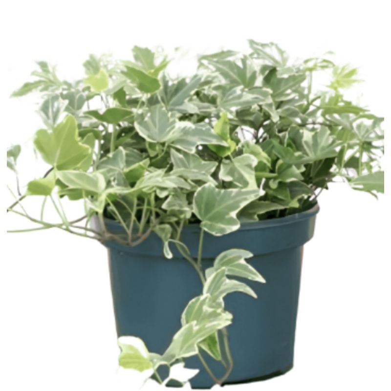 Ivy Eva Variegated Plant Glacier 1016In 1 Gallon Pot Hanging Live Plant Vine Plant