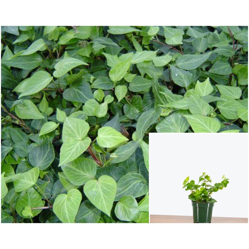 Ivy Teardrop Plant 4Inches Pot Hedera English Rare House Live Plant Ht7