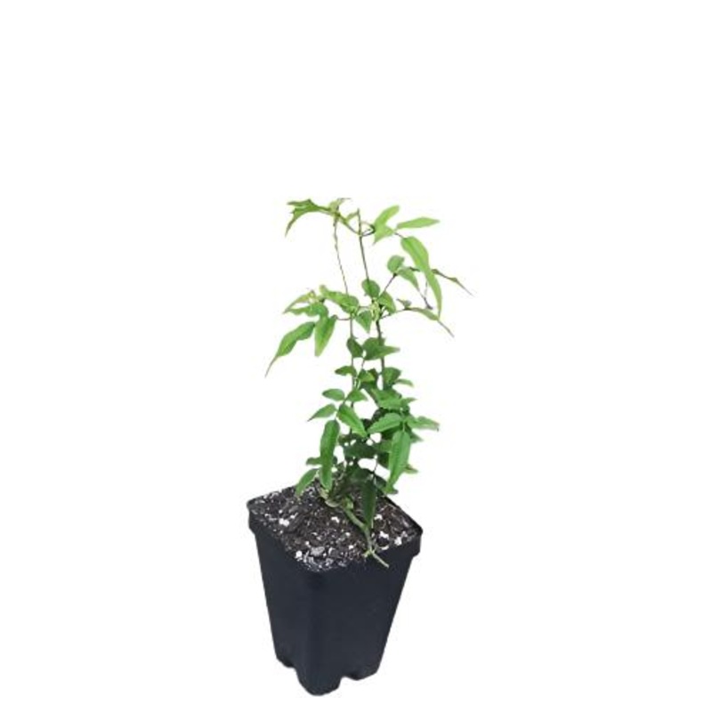 Jasminum Polyanthemum 4Inches Plant Pink Jasmine Sambac Flower best fragrant Live Plant Ht7