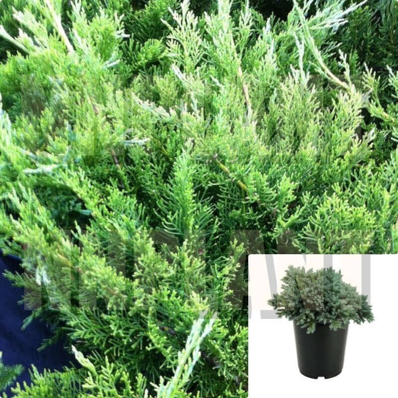 Juniperus Chinensis Buffalo 1 Gallon Accent Shrub Plant Groundcover Live