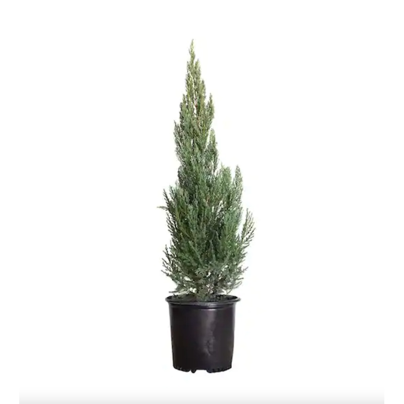 Juniperus Scop Wichita Blue Rocky Mountain Juniper 3 Gallon Ht7 Best