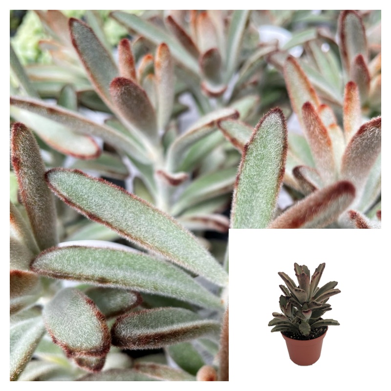 Kalanchoe Tomentosa 4 Inches Plant Panda Pussy Ears Live Plant Pr7