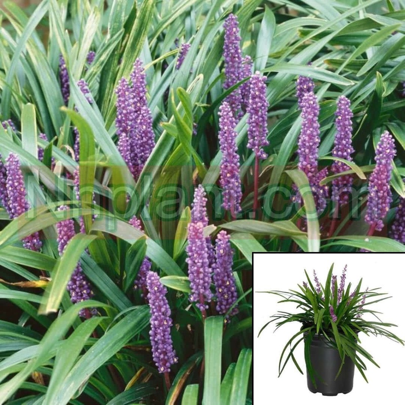 Liriope Muscari Plant Purple Royal Lilyturf Big Blue Bord Cute Purple Flower Grass Live Plant 5 Gallon Ht7