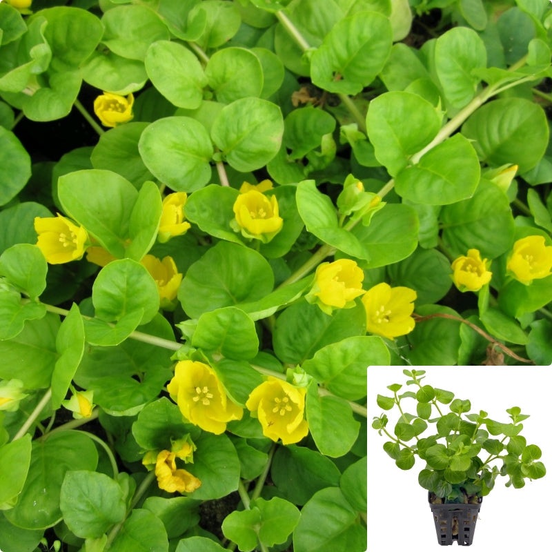 Lysimachia Nummularia 4Inches Pot Moneywort Yellow Groundcover Plant Creeping Jenny Creep Mr7Ht7 Best