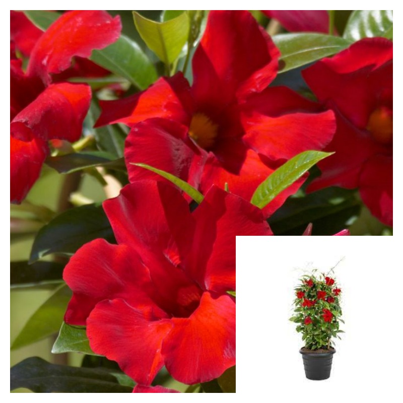 Mandevilla Crimson 5 Gallon Ht7 Plant Sun Parasol Colourwave Outdoor Flower Ht7