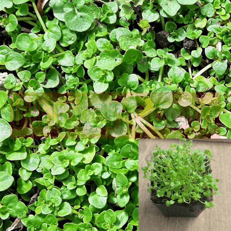Mint Corsican Plant 4.5Inches Pot Mentha Requenii Ground cover Live Plant Ht7 PREORDER Ship in 2months