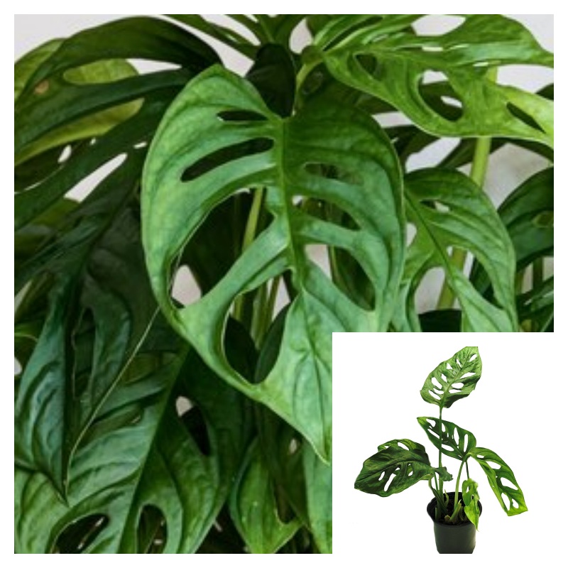 Monstera Adansonii Swiss Cheese 4inches Plant Split Leaf Mokey Mask Live Plant Philodendron Monstera Adansonii Vine Hanging Ht7 best
