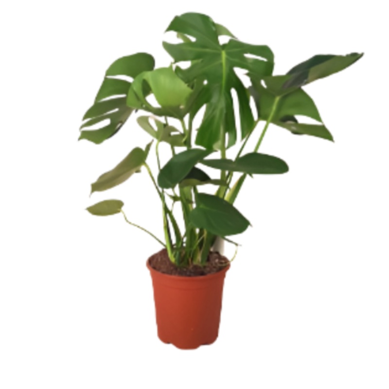 Monstera Deliciosa Philodendron Split Leaf Tree 7 Gallon Ht7 4-5Ft Tall Tears Leaves Unique Philodendron House Live Plant Ht7 Best Live Plant