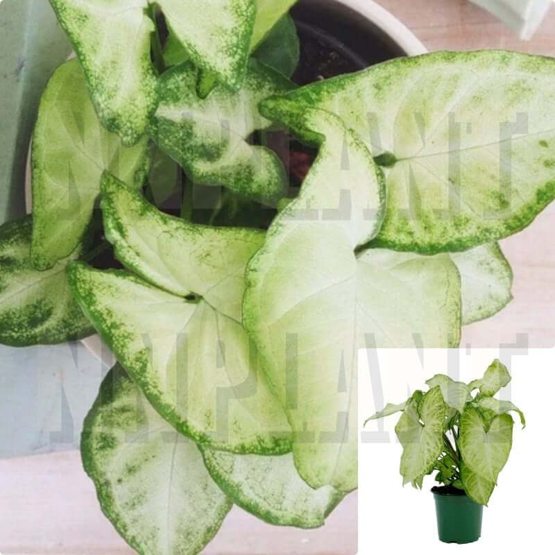 Nephthytis White Butterfly Plant 1 Gallon Pot Syngonium Podophyllum White Butterfly Plant Arrowhead Vine Plant Hanging Ht7