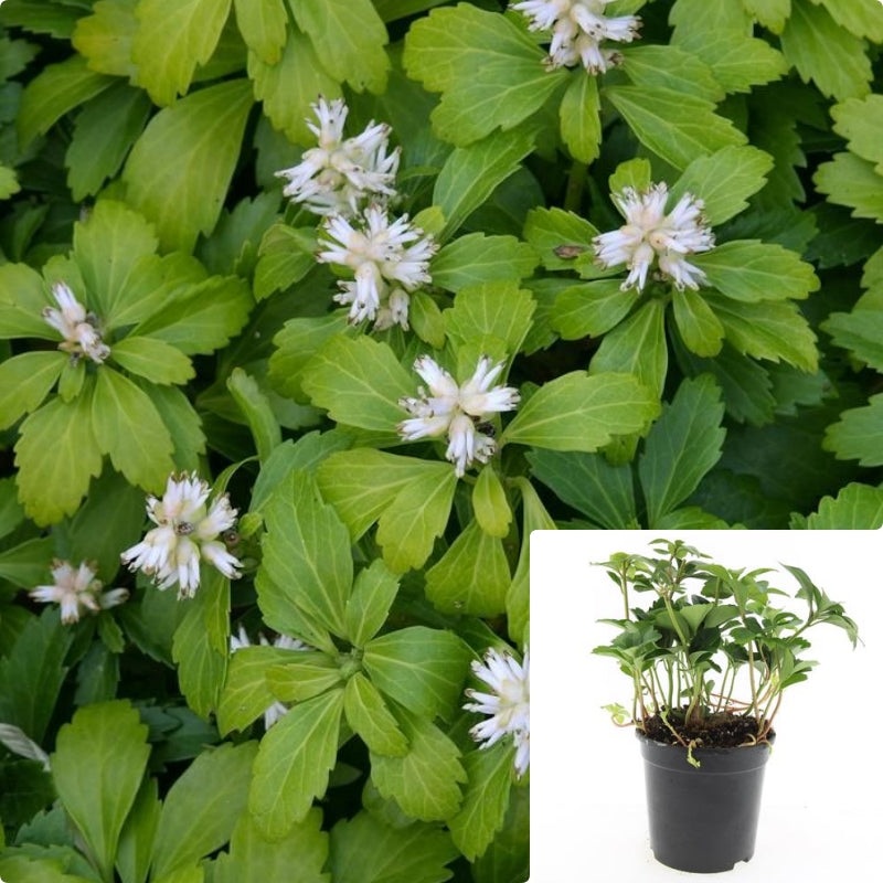 Pachysandra Terminalis 1 Gallon Japanese Pachysandra White Tiny Flower Ground Cover Live Plant Ht7 Best