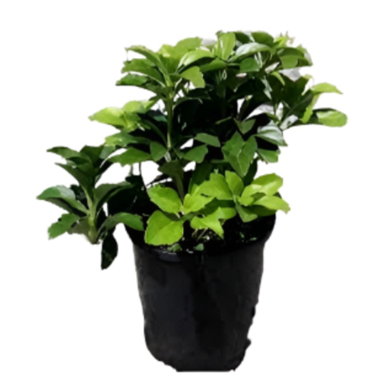 Pachysandra Terminalis 4inches Japanese white mini flower Pachysandra Plant Full Live Plant Ground Cover Plant ht7 Best