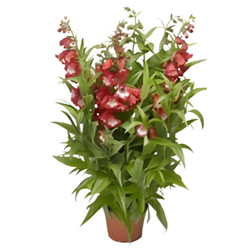 Penstemon Apple Blossom 1 Gallon Beard Tongue Pink Live Plant