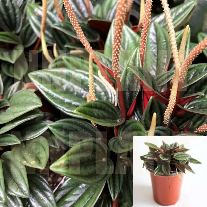 Peperomia Rosso 4Inches Pot Houseplant Emerald Ripple Pepper Radiator Plant