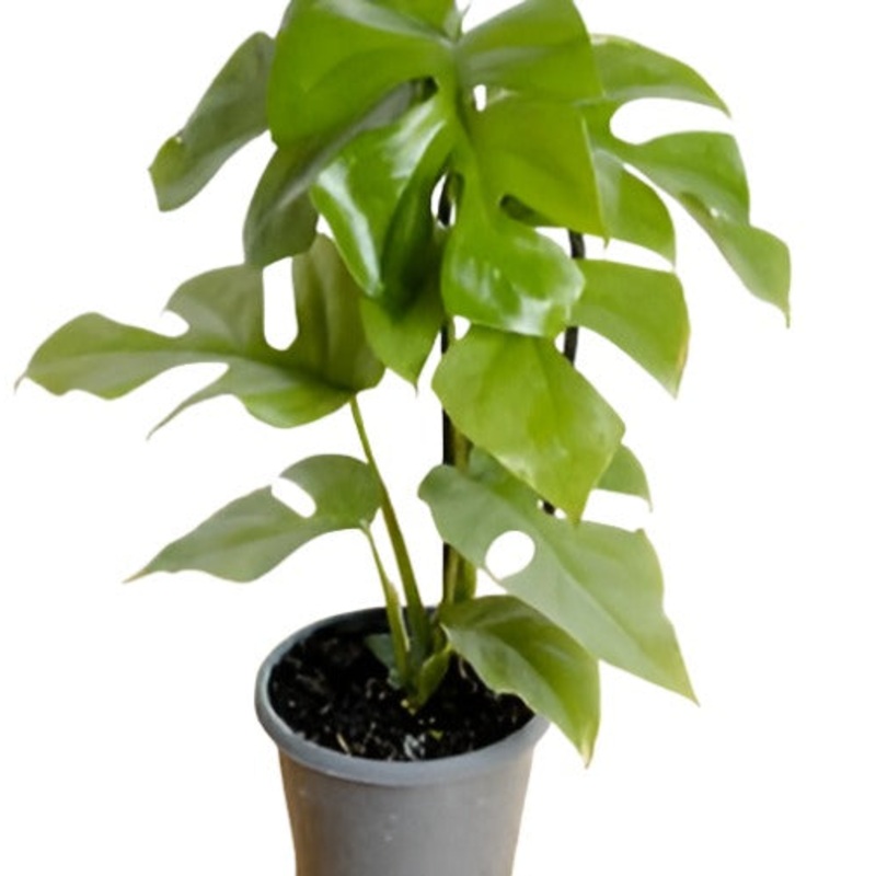 Philodendron Ginny Mini Monstera 12-16Inches Tall 1 Gallon Ht7 Plant Mini Monstera Premium Perenial Live Plant